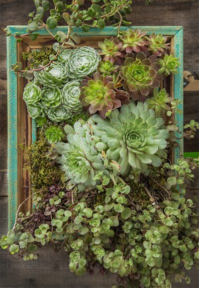 Flora and Fauna / Startdust Studio